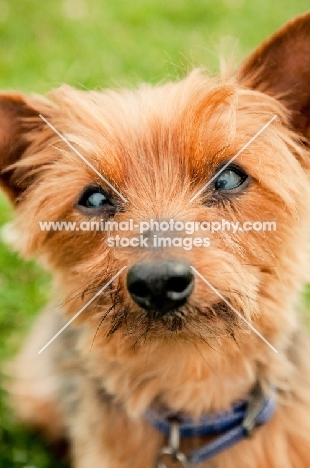 Yorkie looking at camera