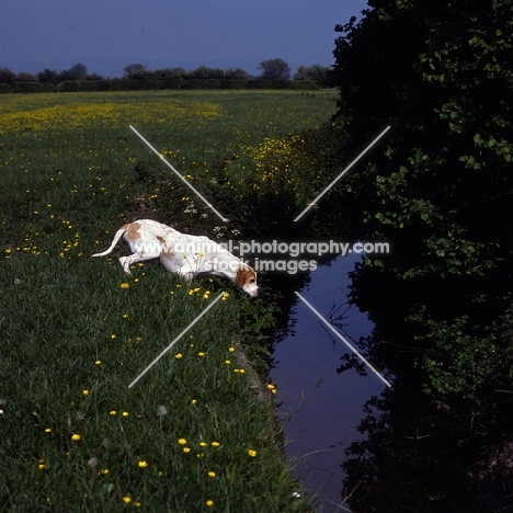 sh ch pipeaway scritti pollitti, english pointer near water