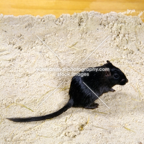 black gerbil on sand