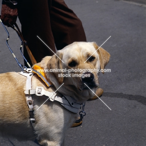 labrador guide dog