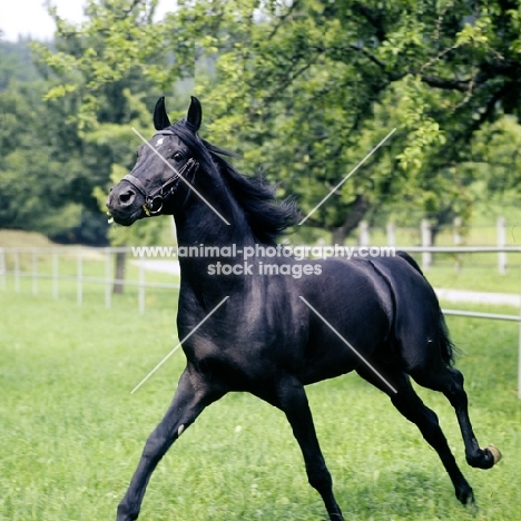 gharib, (world-famous chief sire of Marbach state stud), Egyptian Arab stallion cantering