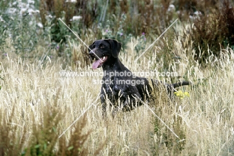 german shorthaired pointer in long grass