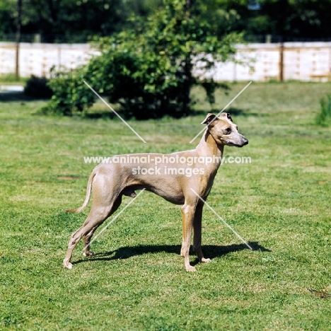 italian greyhound from fleeting kennels standing on grass