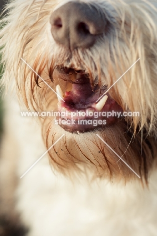 Bearded Collie mouth close up