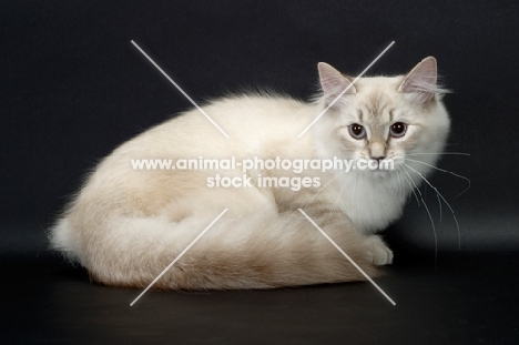young blue lynx point & white Siberian cat