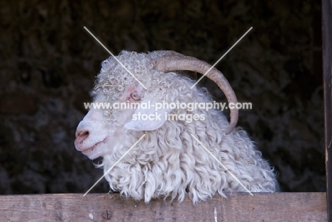 Angora goat