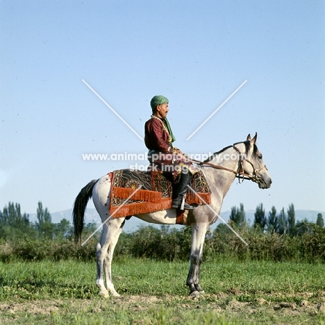 lokai stallion with decorated bridle and blanket at dushanbe, rider in traditional clothes