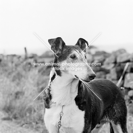 smooth collie from peterblue