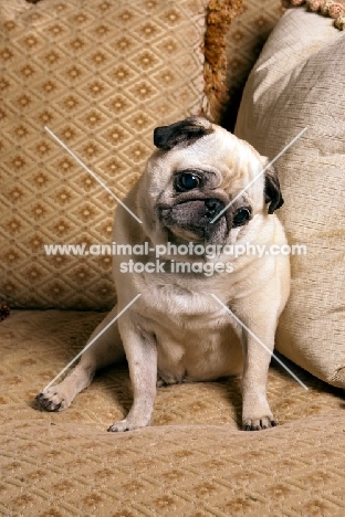 Pug sitting on sofa