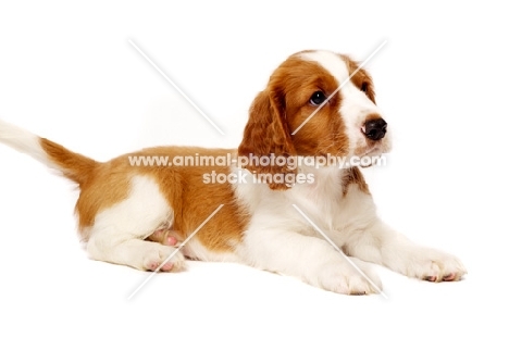 Welsh Springer Spaniel