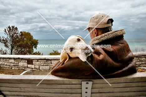 Labrador Retriever with man