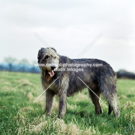 irish wolfhound standing in a field