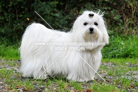 Maltese, looking at camera