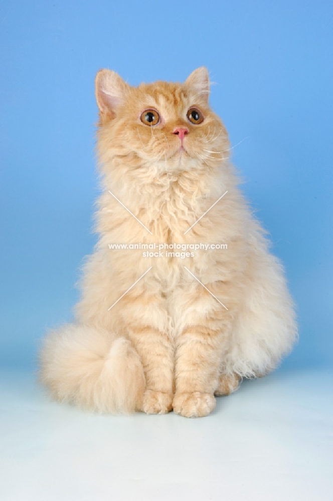 red smoke longhair selkirk rex