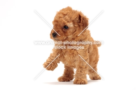 apricot toy Poodle puppy, one leg up