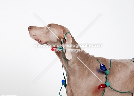 Weimaraner in studio, with Christmas lights on his body.