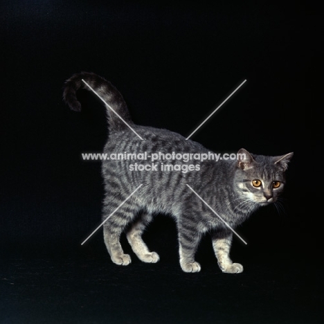 silver spotted British Shorthair cat