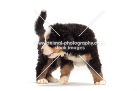 bernese Mountain dog puppy on white background