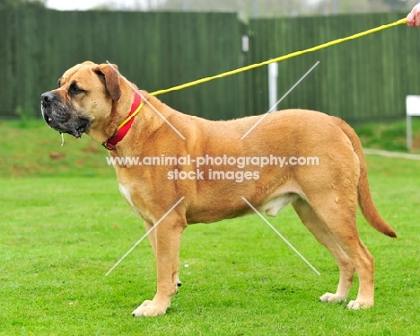 Boerboel on lead