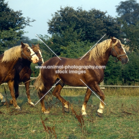 Hjelm, Rex Naesdal, Tito Bregneb three Frediksborg stallions walking in field in late sun