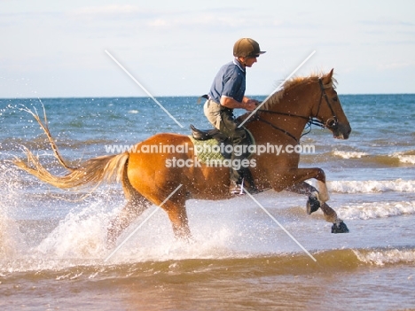 Welsh Cob (section d) running on shore