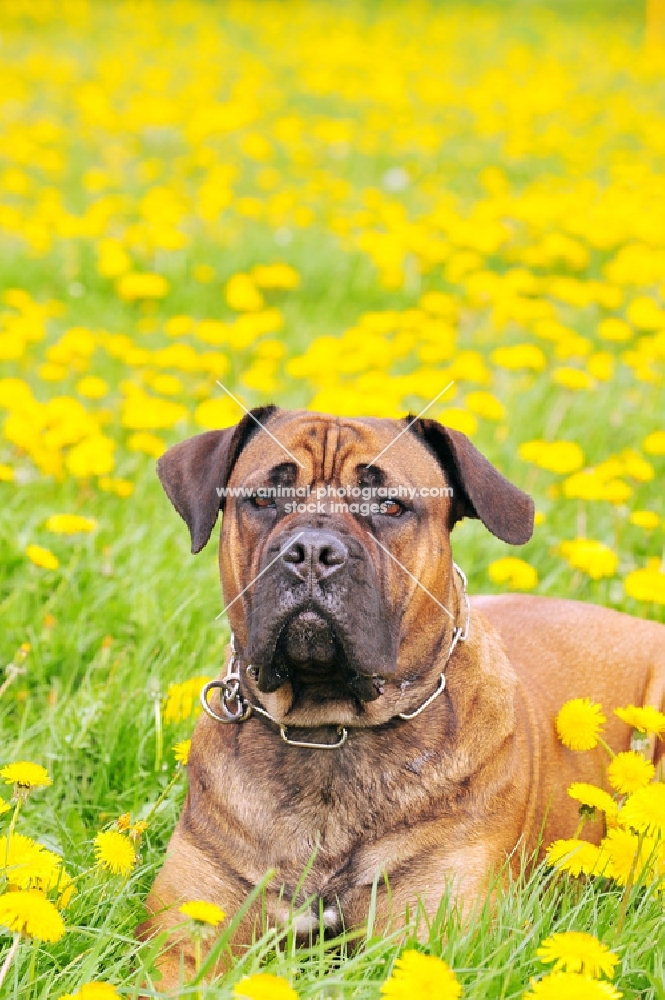 boerboel (best in show) amongst flowers