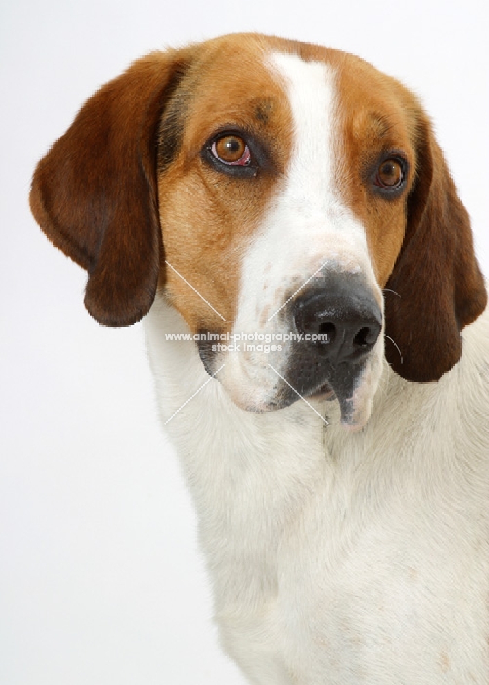 Australian Champion Foxhound portrait on white background