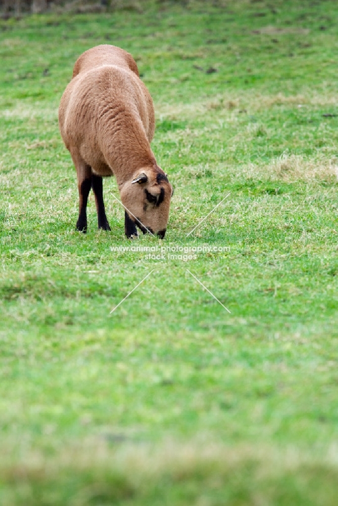 grazing barbados blackbelly ewe