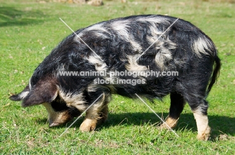 Kunekune pig grazing, side view