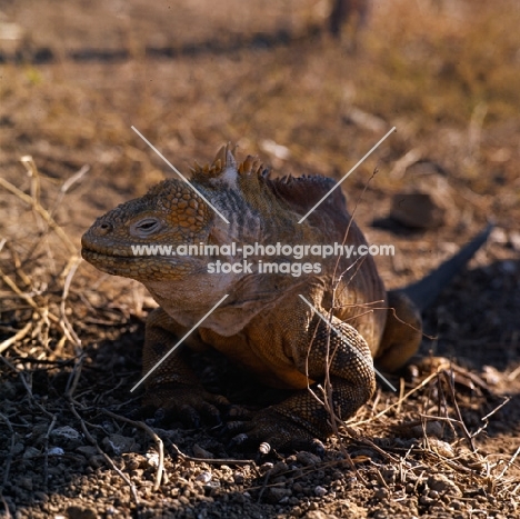 sleepy land iguana in shade on santa cruz island, galapagos islands