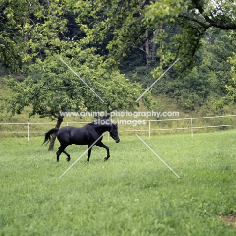 gharib, (world-famous chief sire of Marbach state stud), Egyptian Arab stallion trotting in stallion paddock