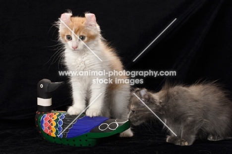 American Curl kittens, curious round wooden duck