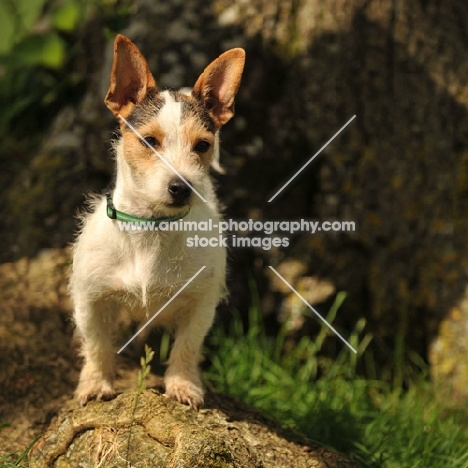 wirehaired Jack Russell Terrier