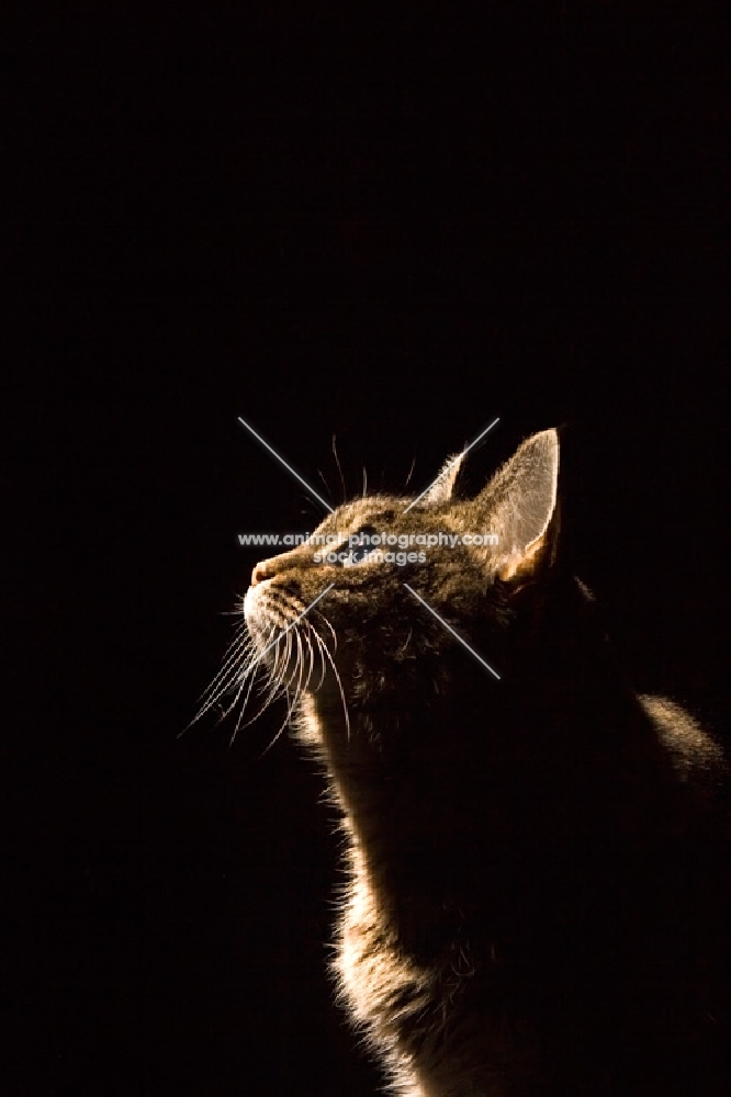 Side view of sitting tabby cat