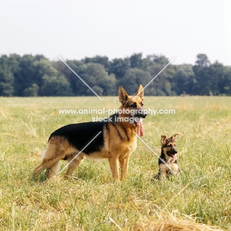 german shepherd dog and puppy standing in a field