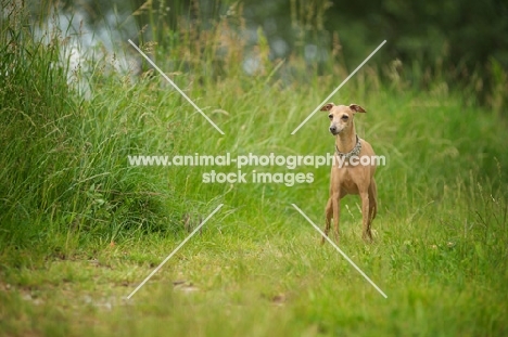 red italian greyhound standing in front of tall grass