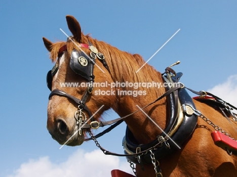 Suffolk Punch in ploughing gear