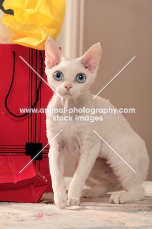 white Devon Rex