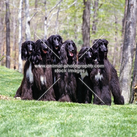 six afghan hounds from Grandeur Afghans USA