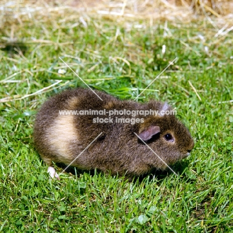 agouti  rex guinea pig on grass