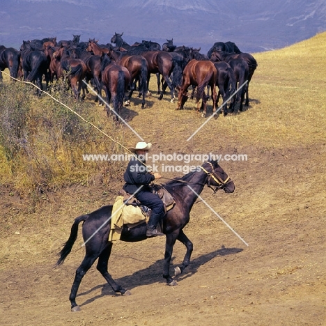 Rider with stick herding taboon of Kabardine stallions and colts in Caucasus mountains