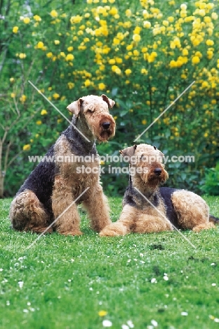 two airedales terriers on grass