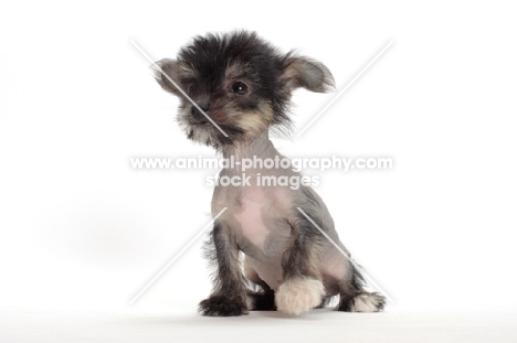 Chinese Crested puppy on white background
