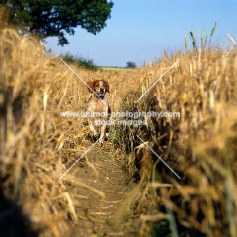 sonnenberg viking, brittany trotting througha corn field