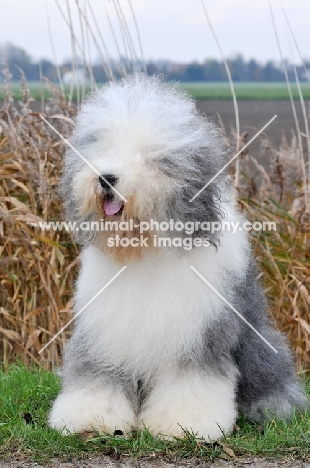 Old English Sheepdog