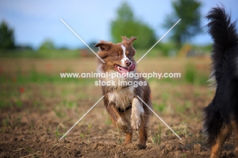 happy dirty red bicolor australian shepherd running in a field