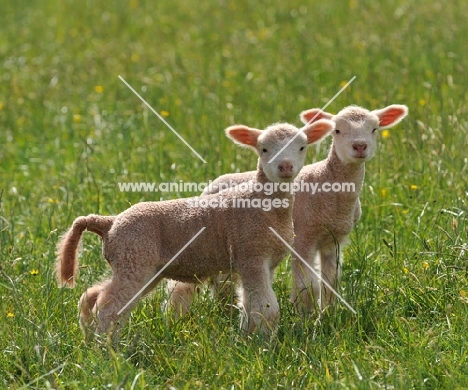 poll dorset lambs in field