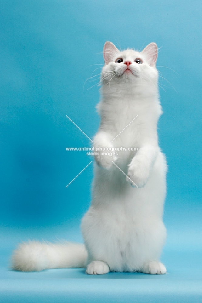 Cream Point Bi-Colour Ragdoll, standing on hind legs