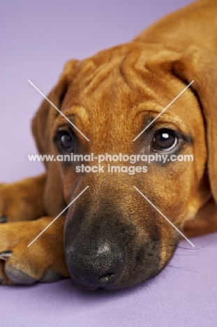 Rhodesian Ridgeback resting