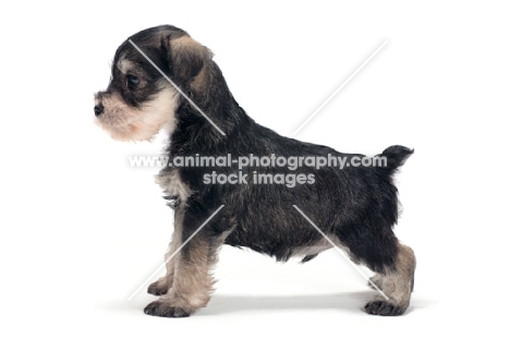 Miniature Schnauzer puppy, side view